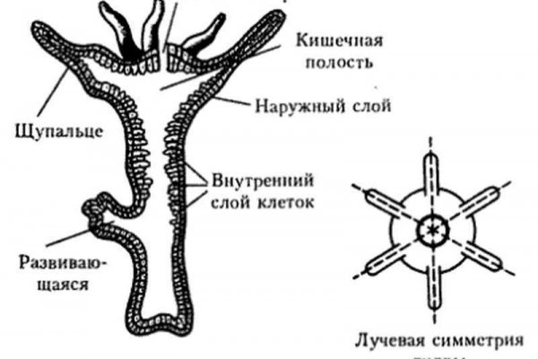 Линк кракена